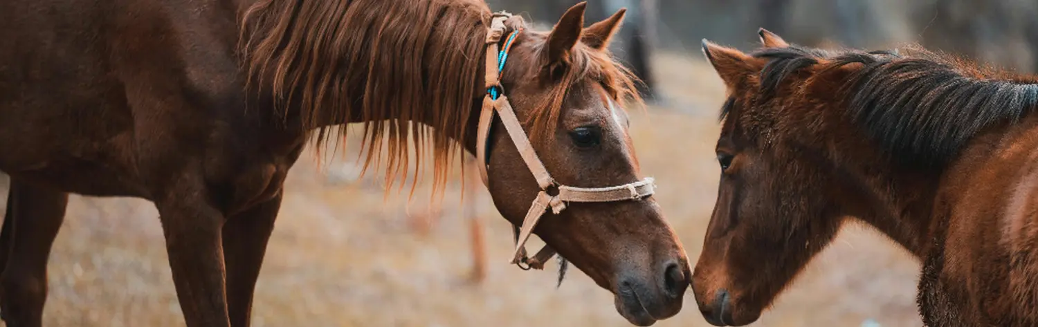 Stethoskop auf dem Euro-Medizinkonzept